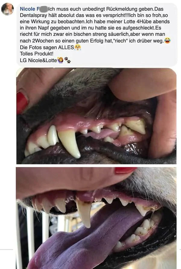Dentalspray | Ergänzungsfuttermittel für Hunde und Katzen 4 | ATTADEX